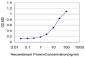 MEF2A Antibody (monoclonal) (M15)