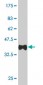 MEF2A Antibody (monoclonal) (M15)