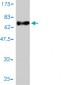 MEIS2 Antibody (monoclonal) (M01)