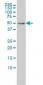 MEIS2 Antibody (monoclonal) (M01)