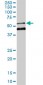 MEIS2 Antibody (monoclonal) (M01)