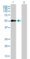 MEIS2 Antibody (monoclonal) (M01)