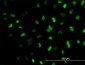 MEIS2 Antibody (monoclonal) (M01)