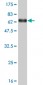 MEIS2 Antibody (monoclonal) (M03)