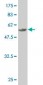 MEOX2 Antibody (monoclonal) (M02)