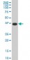 MEOX2 Antibody (monoclonal) (M02)
