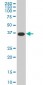 MEOX2 Antibody (monoclonal) (M02)