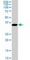 MEOX2 Antibody (monoclonal) (M02)