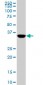 MEOX2 Antibody (monoclonal) (M02)