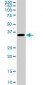 MEOX2 Antibody (monoclonal) (M02)