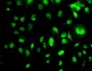 MEOX2 Antibody (monoclonal) (M02)