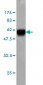 MEOX2 Antibody (monoclonal) (M03)