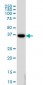 MEOX2 Antibody (monoclonal) (M03)