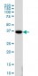 MEOX2 Antibody (monoclonal) (M03)