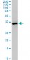 MEOX2 Antibody (monoclonal) (M03)