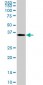 MEOX2 Antibody (monoclonal) (M03)