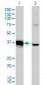 MEOX2 Antibody (monoclonal) (M03)