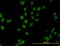 MEOX2 Antibody (monoclonal) (M03)