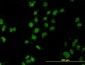 MEOX2 Antibody (monoclonal) (M03)