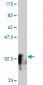 MESP1 Antibody (monoclonal) (M06)