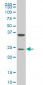 MESP1 Antibody (monoclonal) (M06)