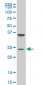 MESP1 Antibody (monoclonal) (M06)