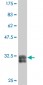 MESP1 Antibody (monoclonal) (M09)