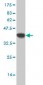 MFGE8 Antibody (monoclonal) (M09)