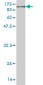 MFN1 Antibody (monoclonal) (M04)