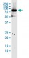 MFN1 Antibody (monoclonal) (M04)