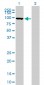 MFN1 Antibody (monoclonal) (M04)