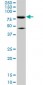 MFN2 Antibody (monoclonal) (M01)