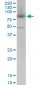 MFN2 Antibody (monoclonal) (M01)