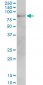 MFN2 Antibody (monoclonal) (M01)