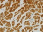 MFN2 Antibody (monoclonal) (M03)