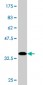 MFN2 Antibody (monoclonal) (M03)