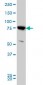 MFN2 Antibody (monoclonal) (M03)