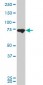 MFN2 Antibody (monoclonal) (M03)