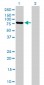 MFN2 Antibody (monoclonal) (M03)