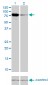 MFN2 Antibody (monoclonal) (M03)