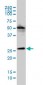 MGC10540 Antibody (monoclonal) (M01)