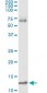 MIF Antibody (monoclonal) (M01)