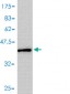 MIF Antibody (monoclonal) (M01)