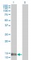 MIF Antibody (monoclonal) (M01)