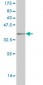 MKI67 Antibody (monoclonal) (M01)