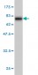 MKNK1 Antibody (monoclonal) (M06)