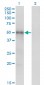 MKNK1 Antibody (monoclonal) (M06)