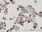 MKNK1 Antibody (monoclonal) (M08)