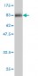 MKNK1 Antibody (monoclonal) (M08)