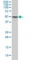 MKNK1 Antibody (monoclonal) (M08)